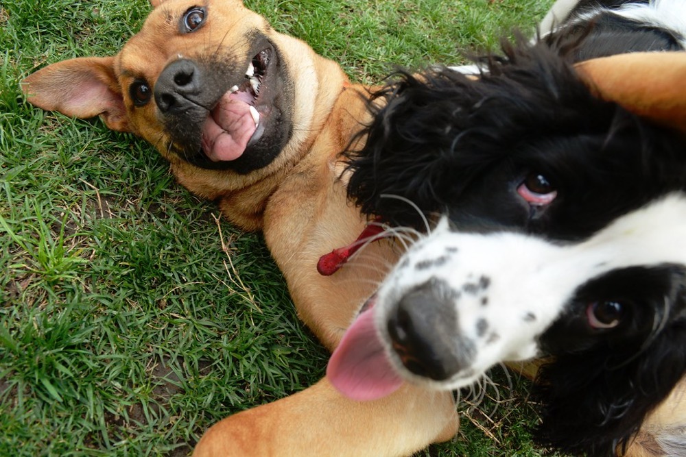 Two dogs resting on a clean grass lawn